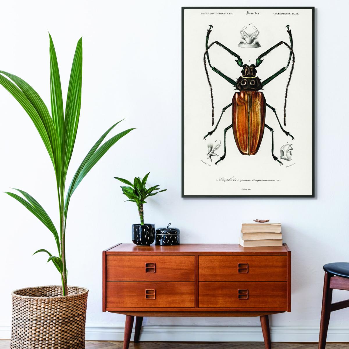 Brown Enoplocerus Armillatus A1 594 X 841Mm Stanley Print House – image 3