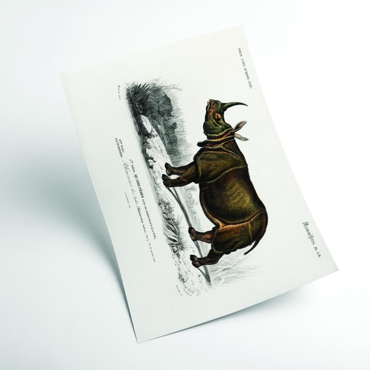 Brown Indian Rhinoceros Small Stanley Print House – image 2