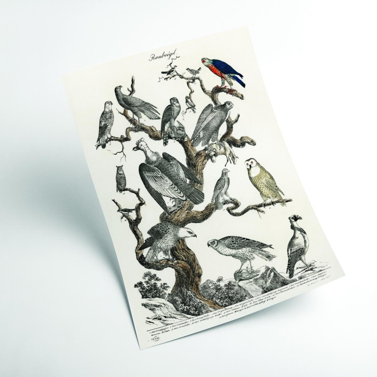 Grey Birds Of Prey A1 594 X 841Mm Stanley Print House – image 2