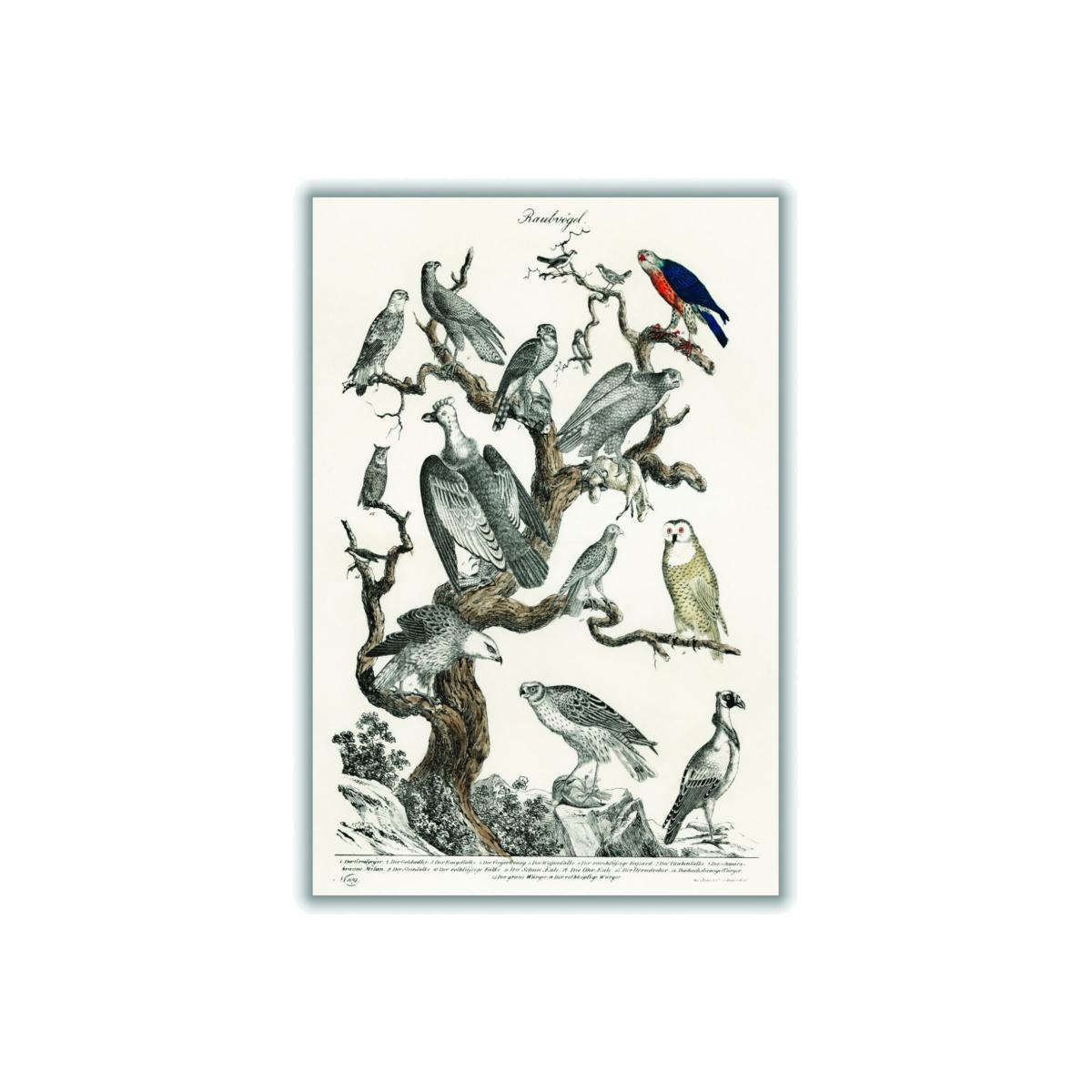 Grey Birds Of Prey A1 594 X 841Mm Stanley Print House – image 1