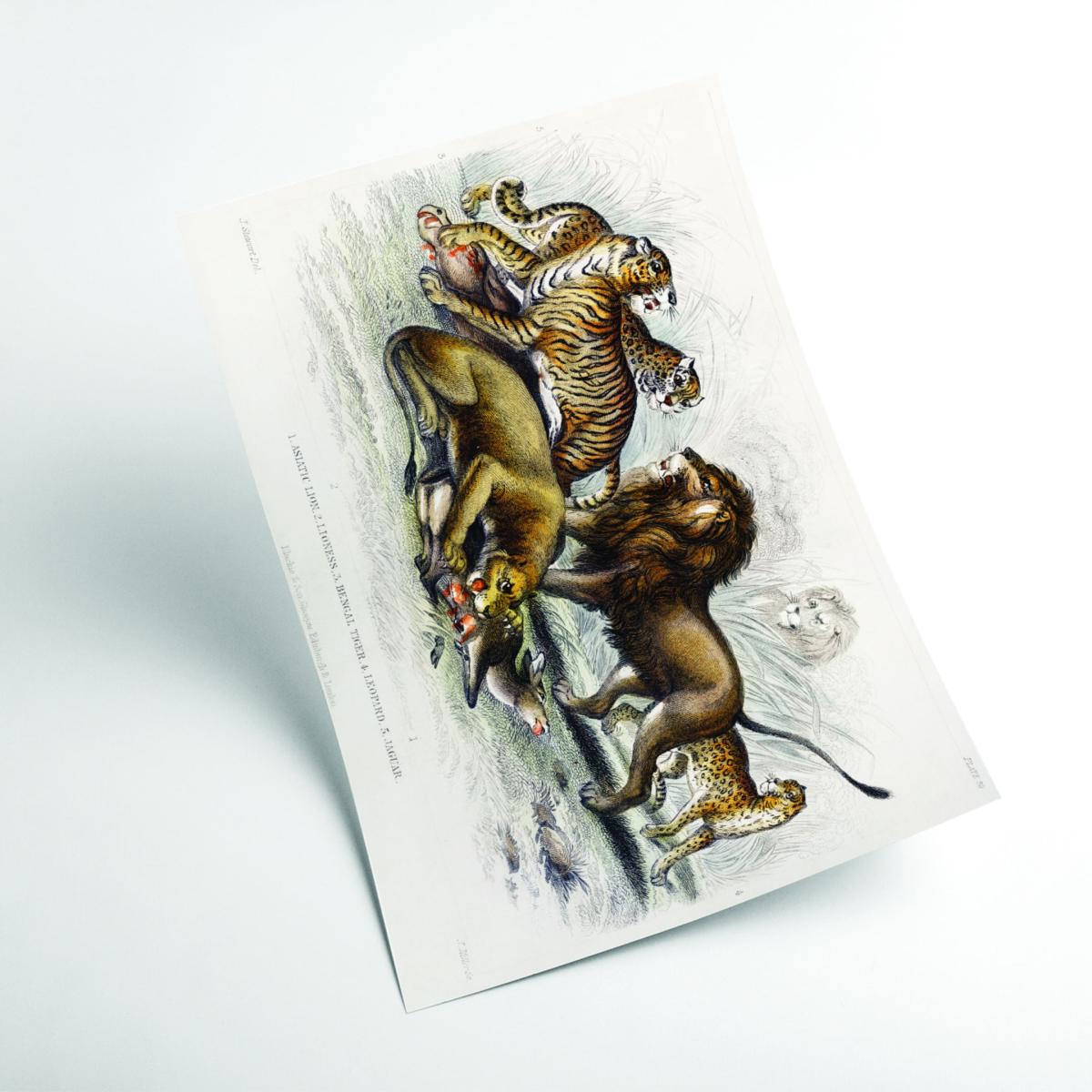 Yellow / Orange Asiatic Lion, Lioness, Bengal Tiger, Leopard, And Jaguar A2 420 X 594Mm Stanley Print House – image 2