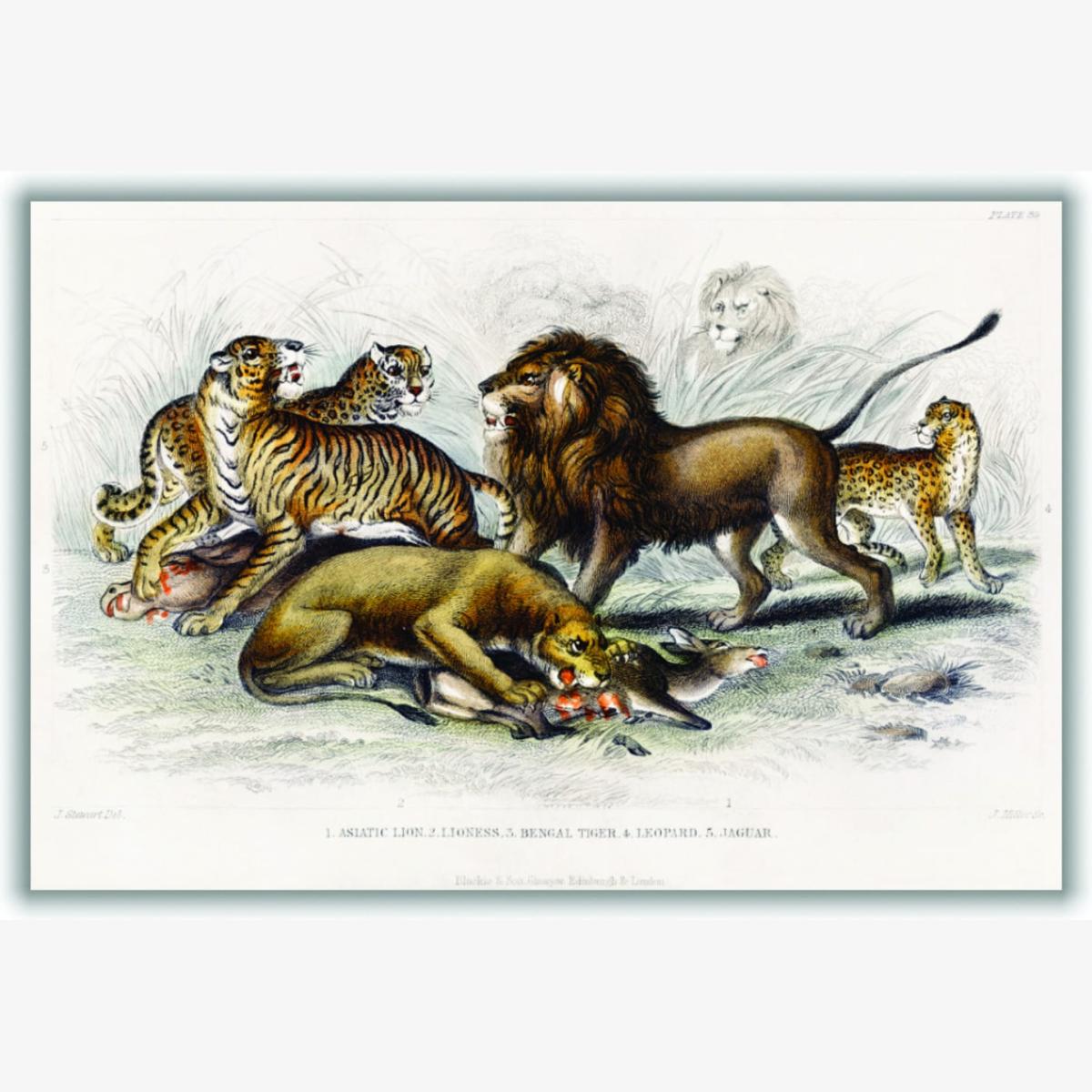 Yellow / Orange Asiatic Lion, Lioness, Bengal Tiger, Leopard, And Jaguar A2 420 X 594Mm Stanley Print House – image 1