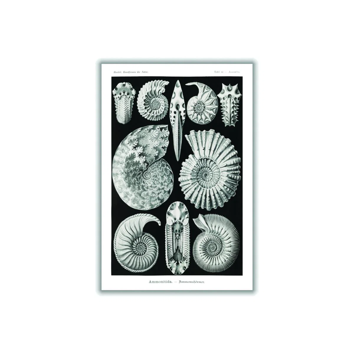 Grey Ammonitida-Ammonshörner By Ernst Haeckel A1 594 X 841Mm Stanley Print House – image 1