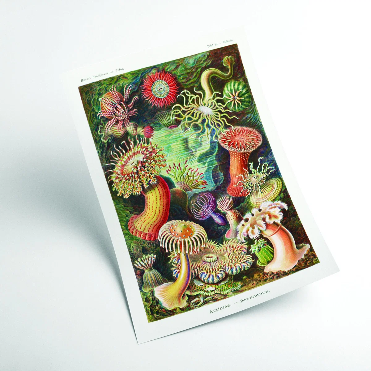 Yellow / Orange Actiniae-Seeanemonen By Ernst Haeckel Extra Large Stanley Print House – image 2