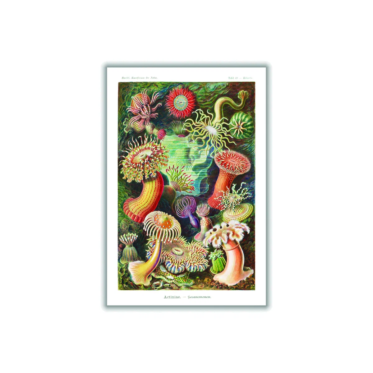 Yellow / Orange Actiniae-Seeanemonen By Ernst Haeckel Extra Large Stanley Print House – image 1