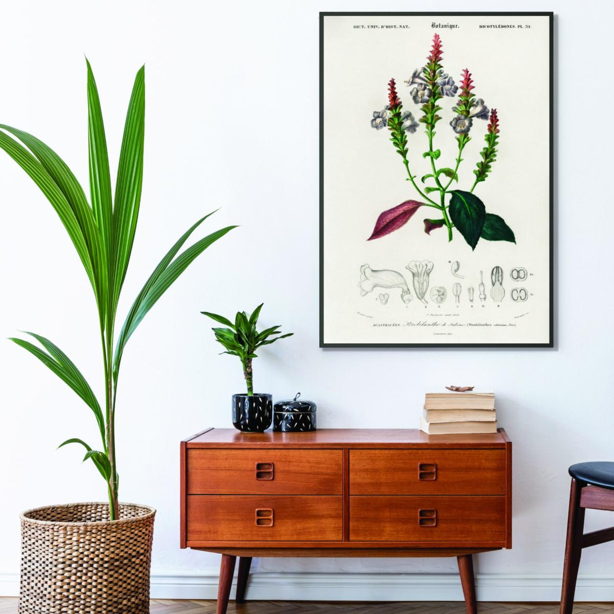 Strobilanthes Sabiniana A3 297 X 420Mm Stanley Print House – image 3