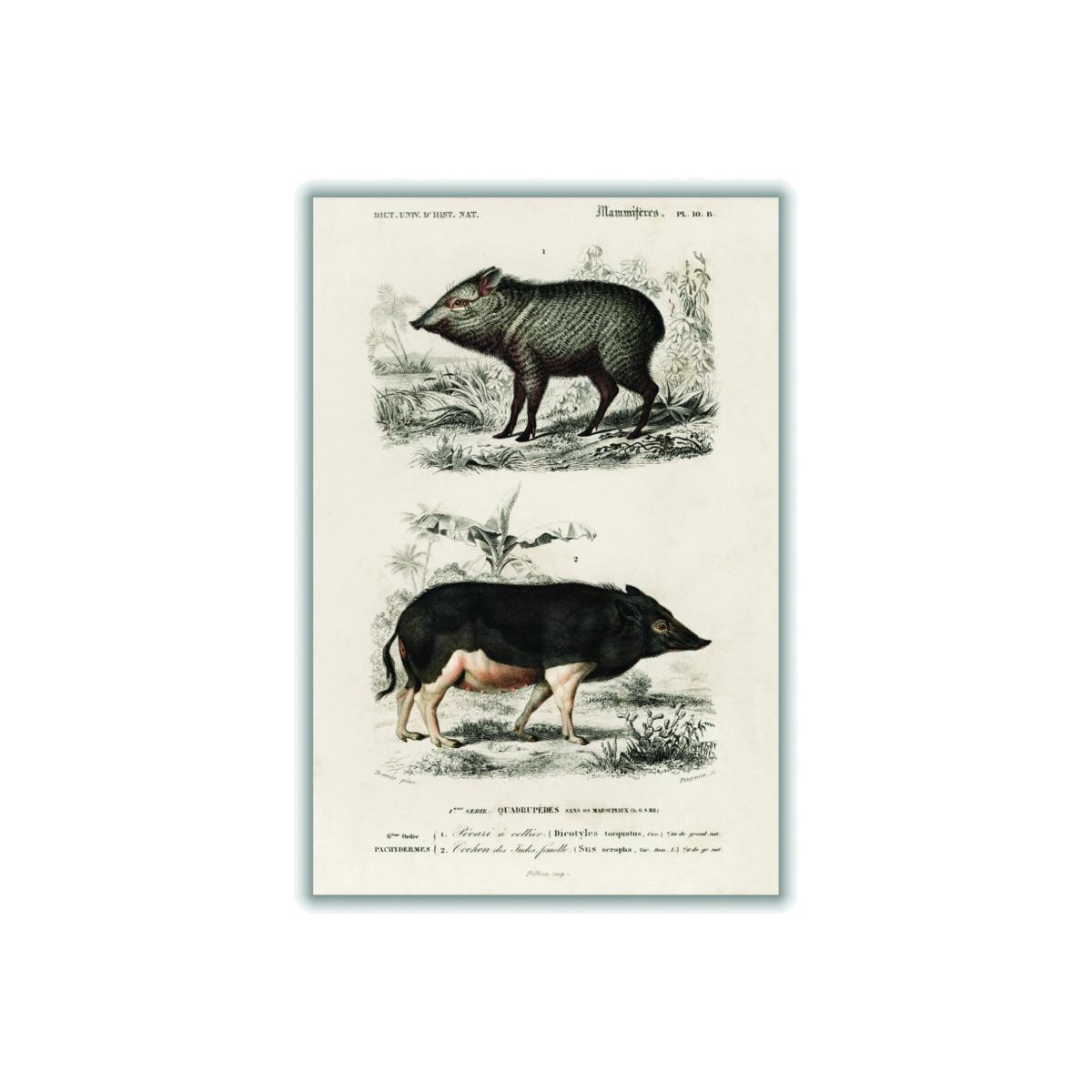 Black Pecari & Sus Scropha A1 594 X 841Mm Stanley Print House – image 1