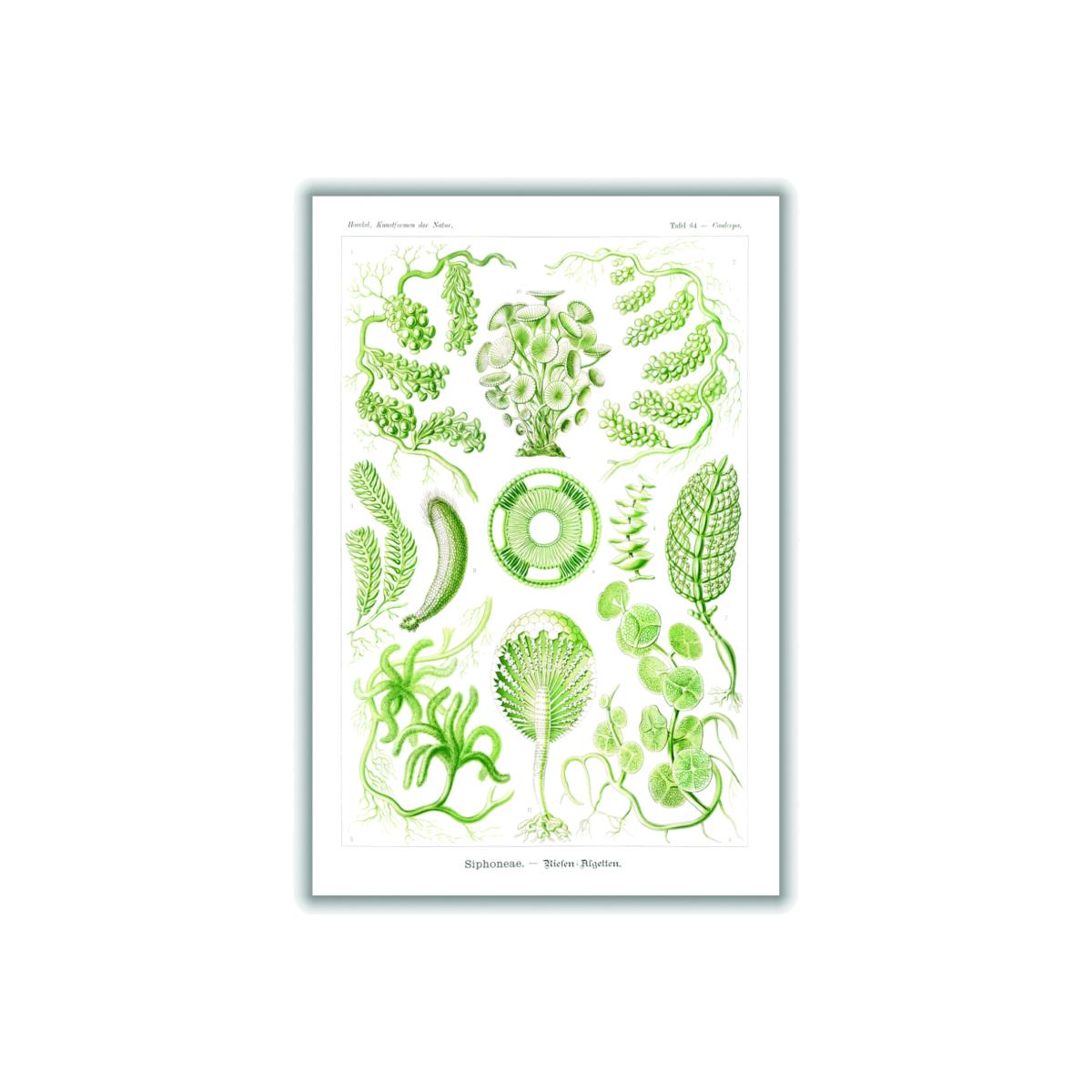 Green Siphoneae-Riesen Algetten By Ernst Haeckel A2 420 X 594Mm Stanley Print House – image 1