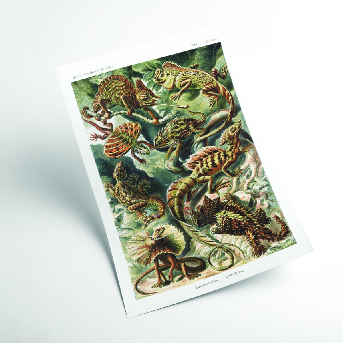 Green Lacertilia-Eidechlen By Ernst Haeckel A3 297 X 420Mm Stanley Print House – image 2