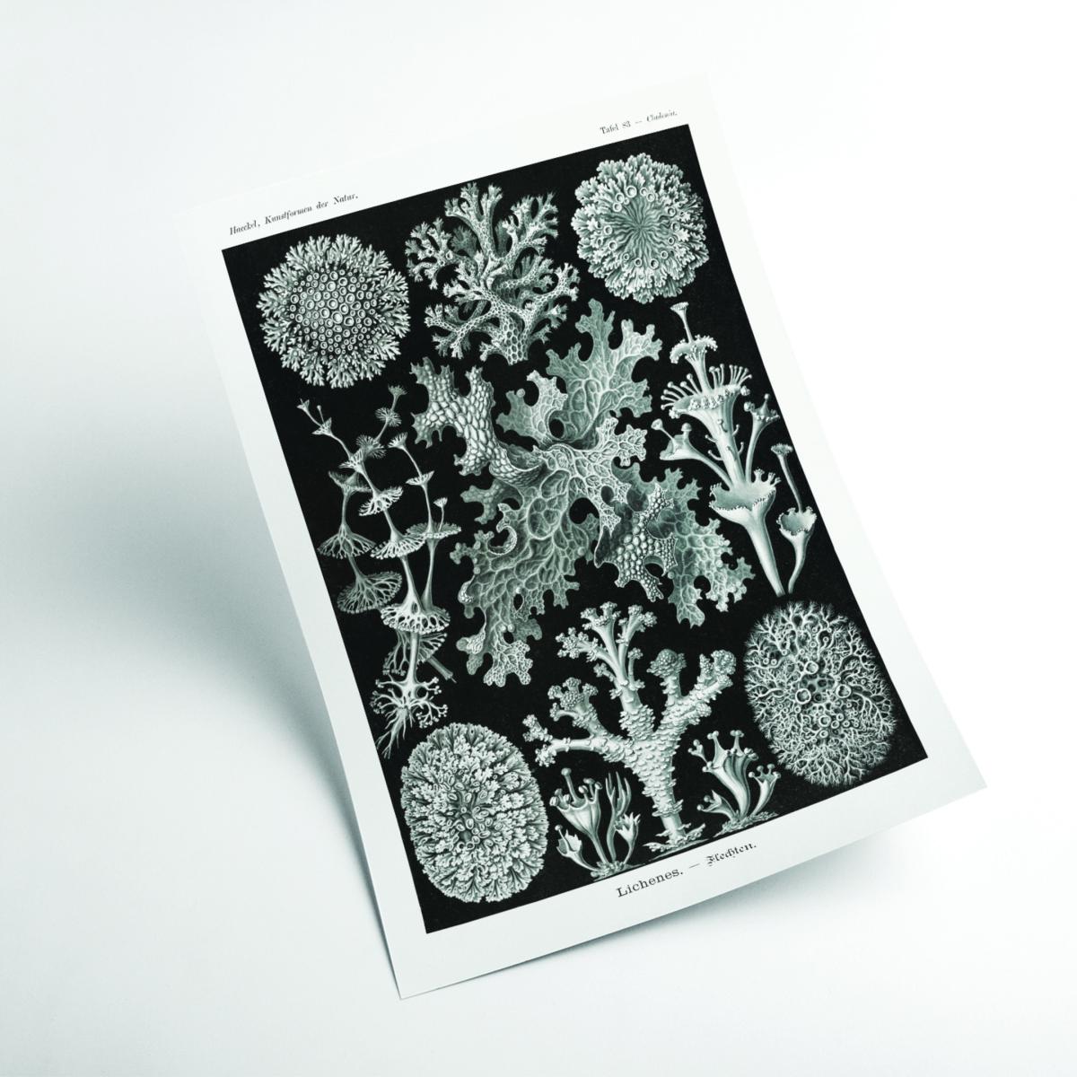 Grey Lichenes-Flechten By Ernst Haeckel A2 420 X 594Mm Stanley Print House – image 2