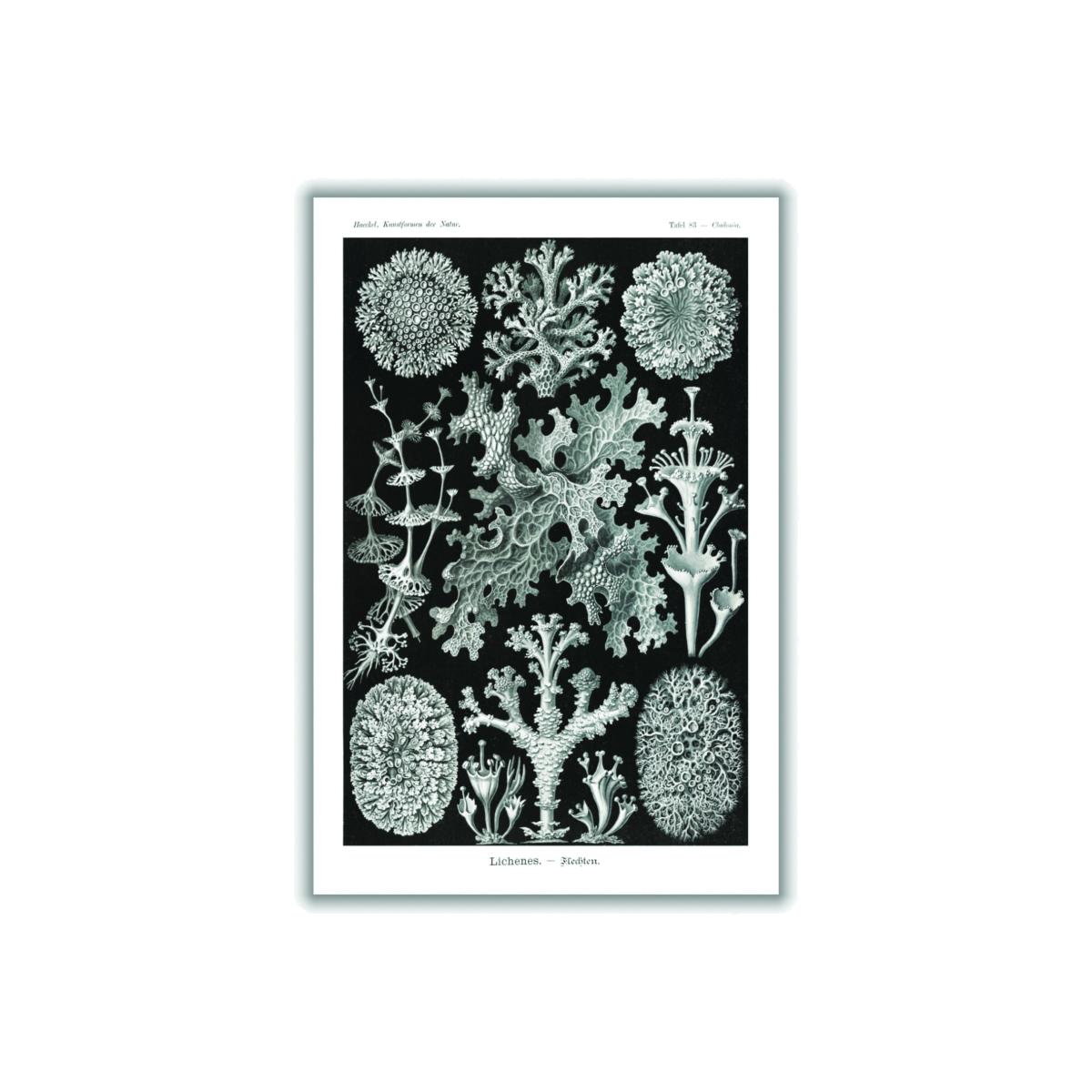 Grey Lichenes-Flechten By Ernst Haeckel A2 420 X 594Mm Stanley Print House – image 1