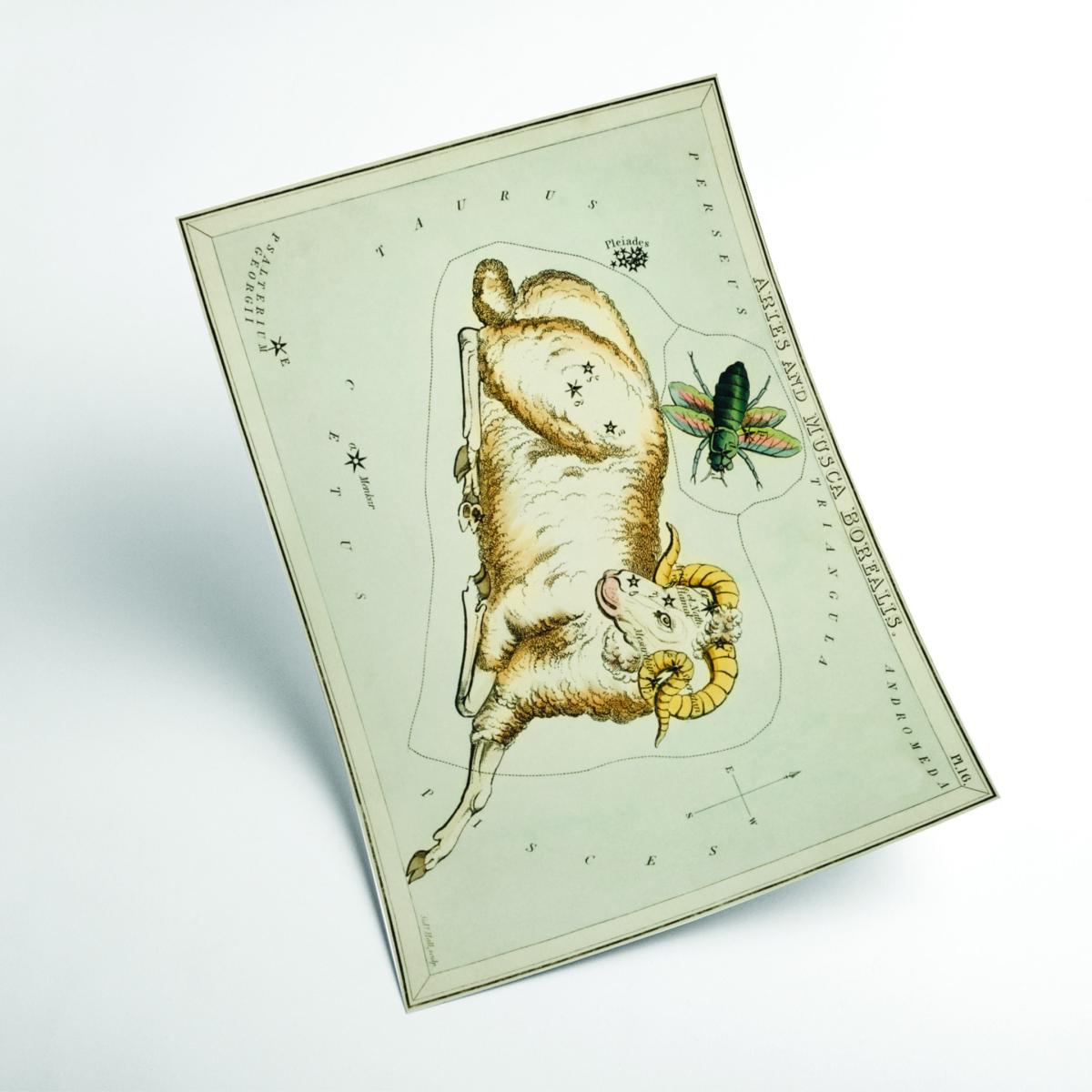 Yellow / Orange Astronomical Chart Illustration Of Aries And Musca Borealis Small Stanley Print House – image 2