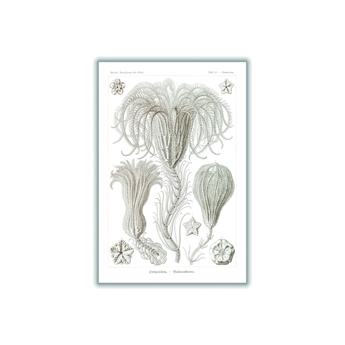 Neutrals Crinoidea-Palmensterne By Ernst Haeckel Small Stanley Print House – image 1