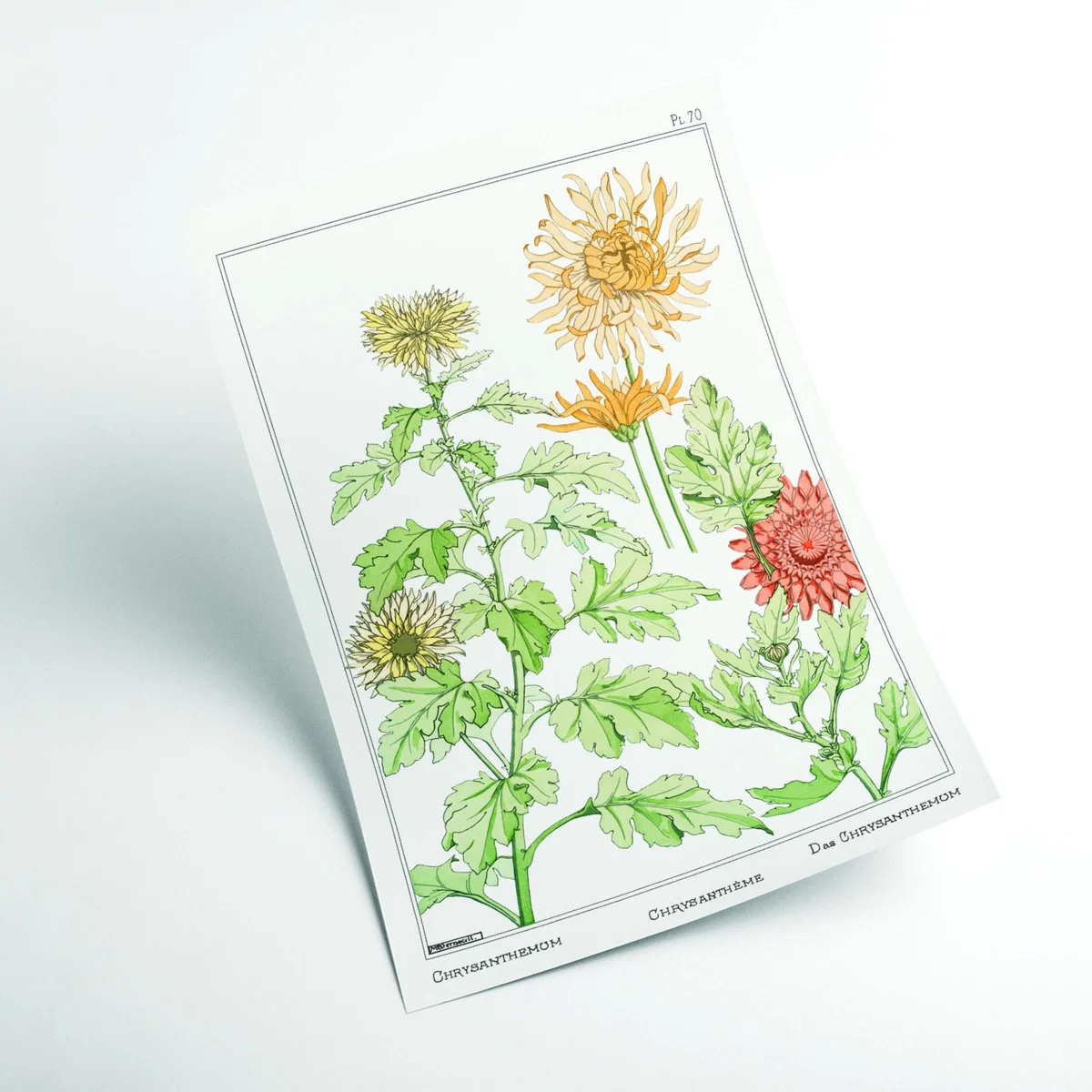 Green Chrysanthème Print By Maurice Pillard Verneuil Large Stanley Print House – image 2
