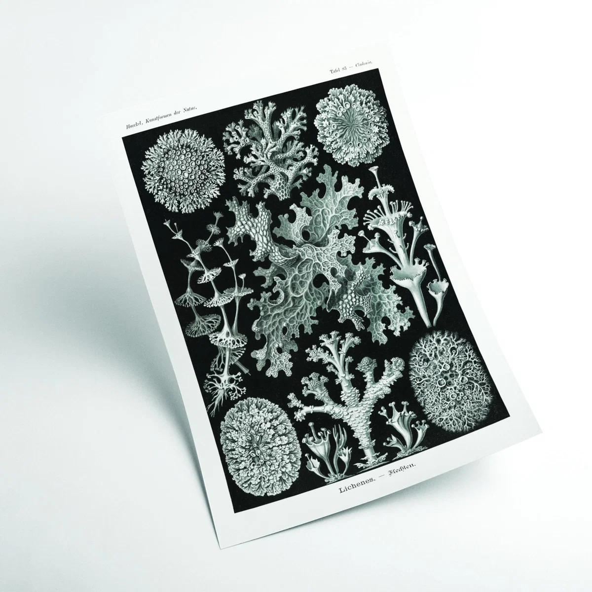 Grey Lichenes-Flechten By Ernst Haeckel Xxs Stanley Print House – image 2