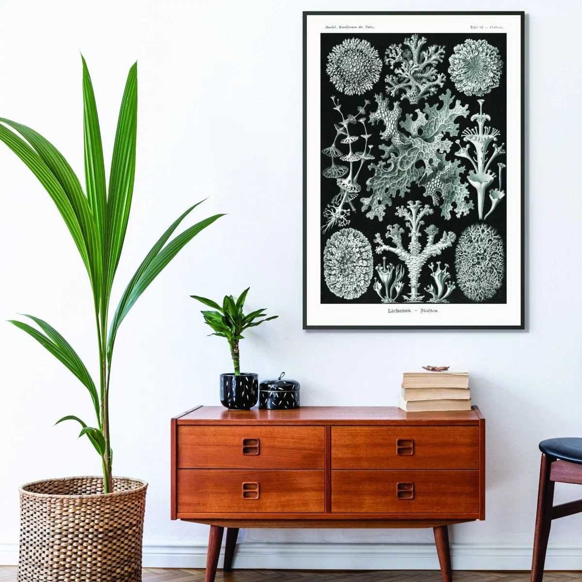 Grey Lichenes-Flechten By Ernst Haeckel Xxs Stanley Print House – image 3