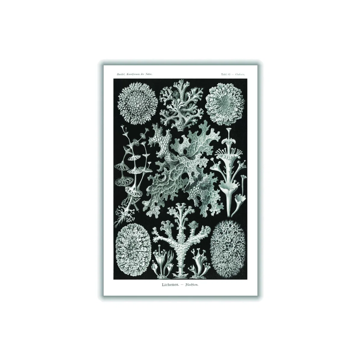 Grey Lichenes-Flechten By Ernst Haeckel Xxs Stanley Print House – image 1