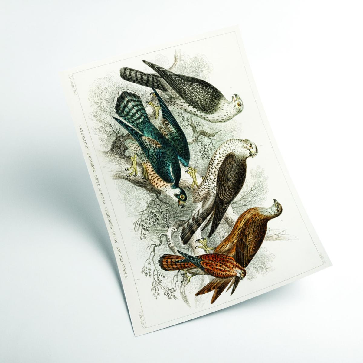 Various Birds Of Prey A3 297 X 420Mm Stanley Print House – image 2
