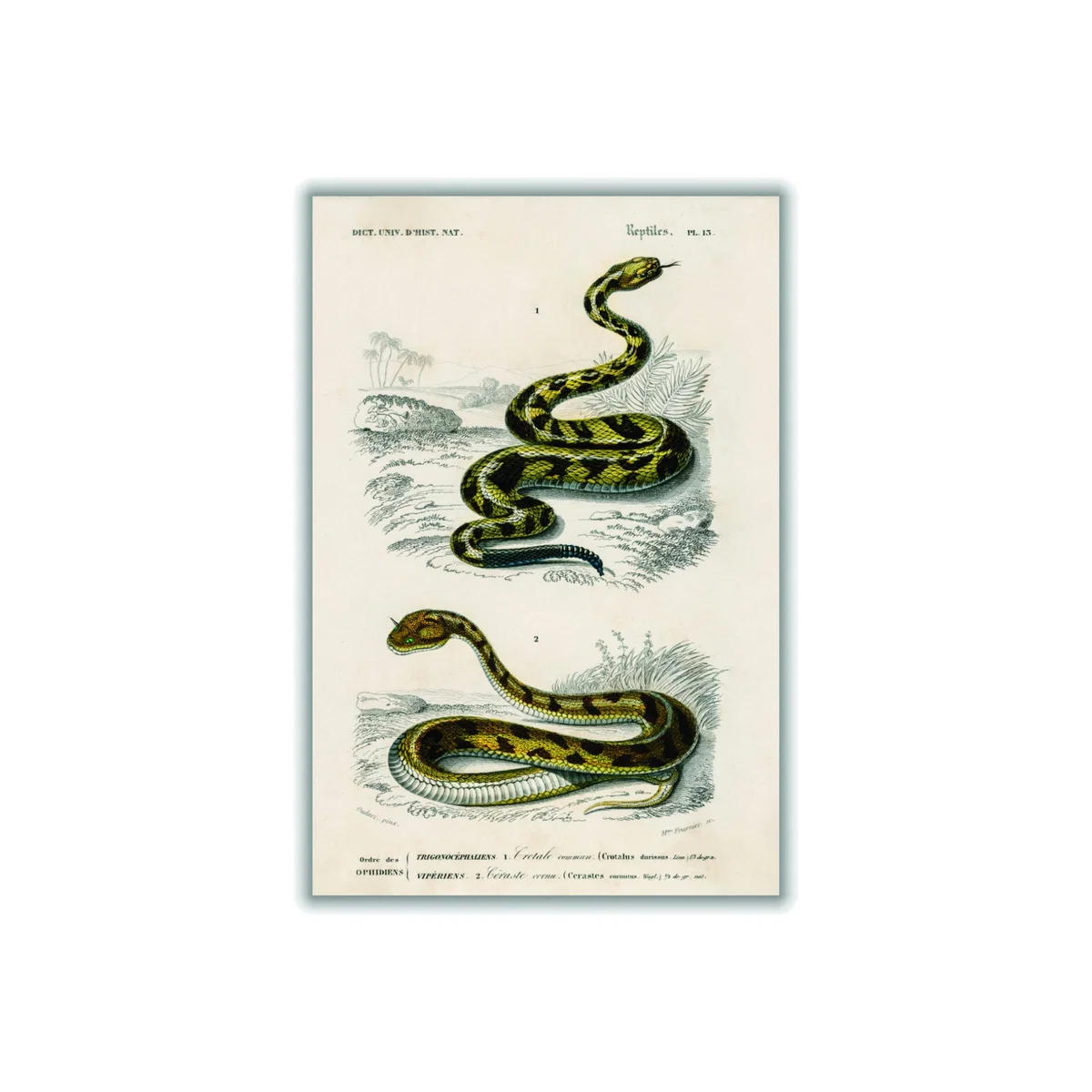 Green Vintage Snakes Ii A3 297 X 420Mm Stanley Print House – image 1