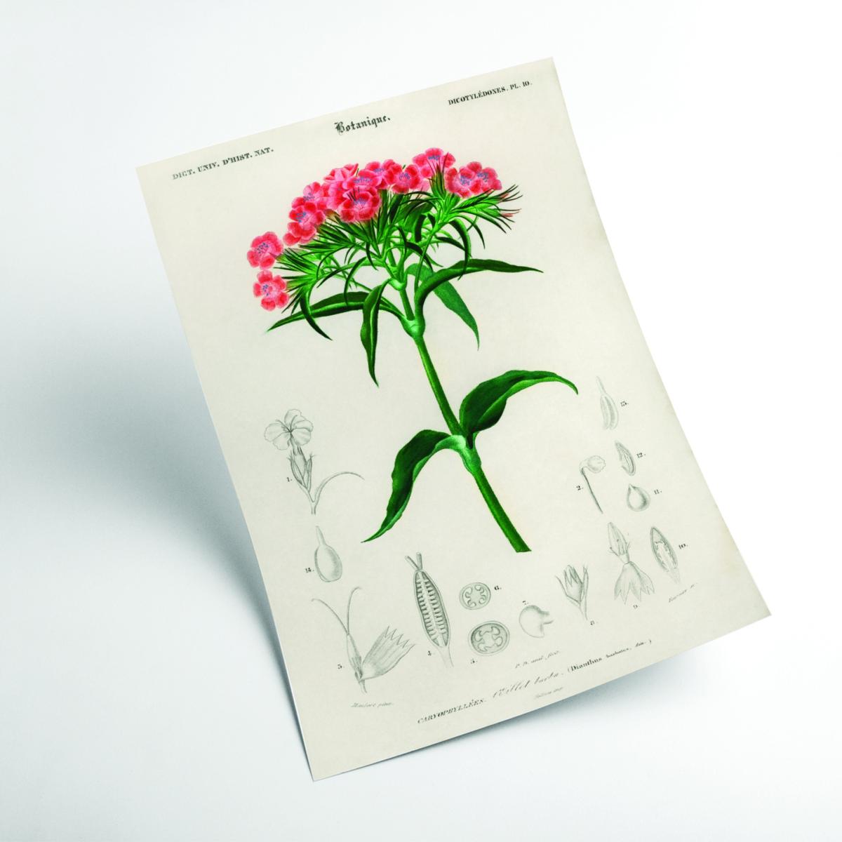 Sweet William A1 594 X 841Mm Stanley Print House – image 2