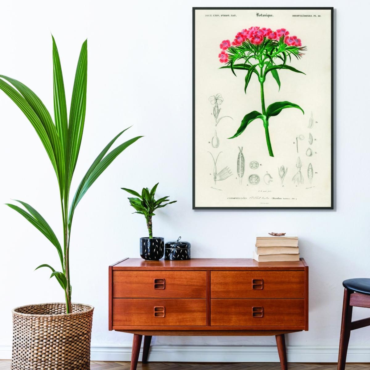 Sweet William A1 594 X 841Mm Stanley Print House – image 3