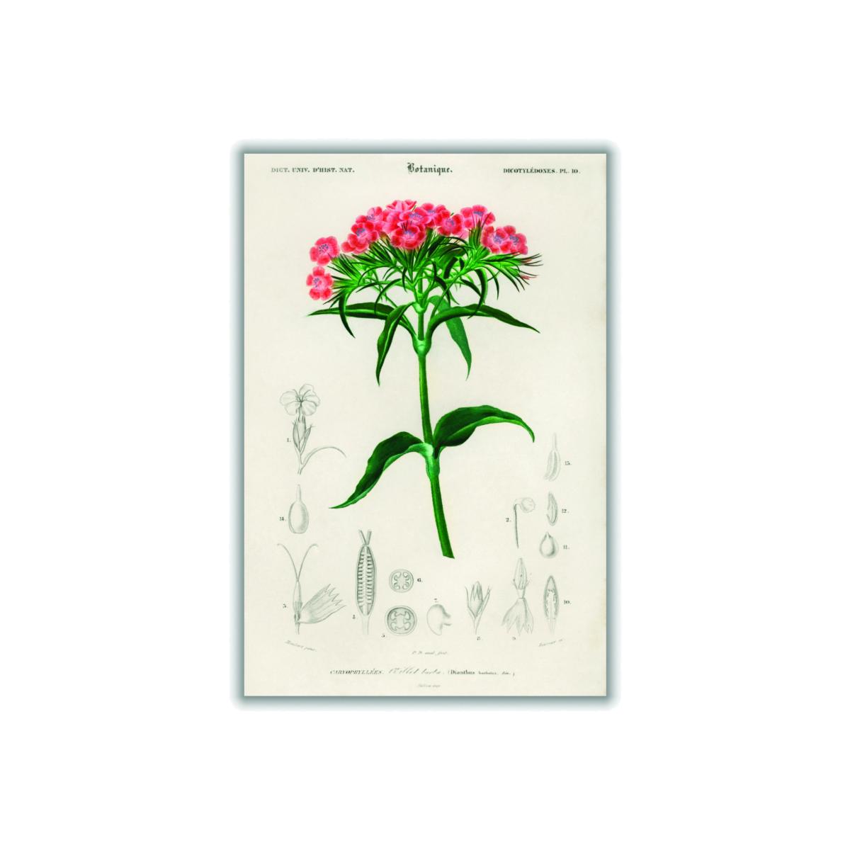Sweet William A1 594 X 841Mm Stanley Print House – image 1