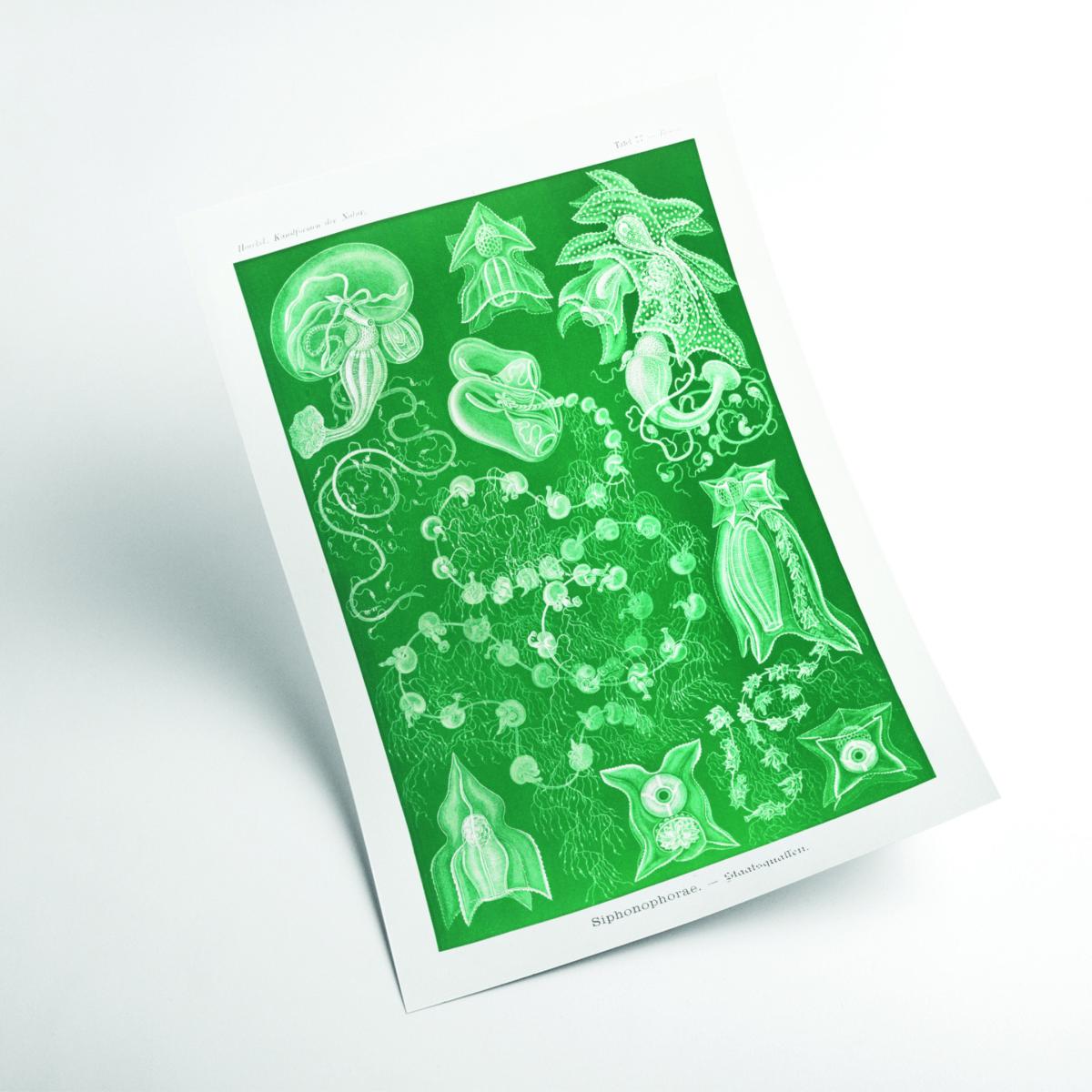 Green Siphonophorae-Staatsquallen Iiiii By Ernst Haeckel A1 594 X 841Mm Stanley Print House – image 2