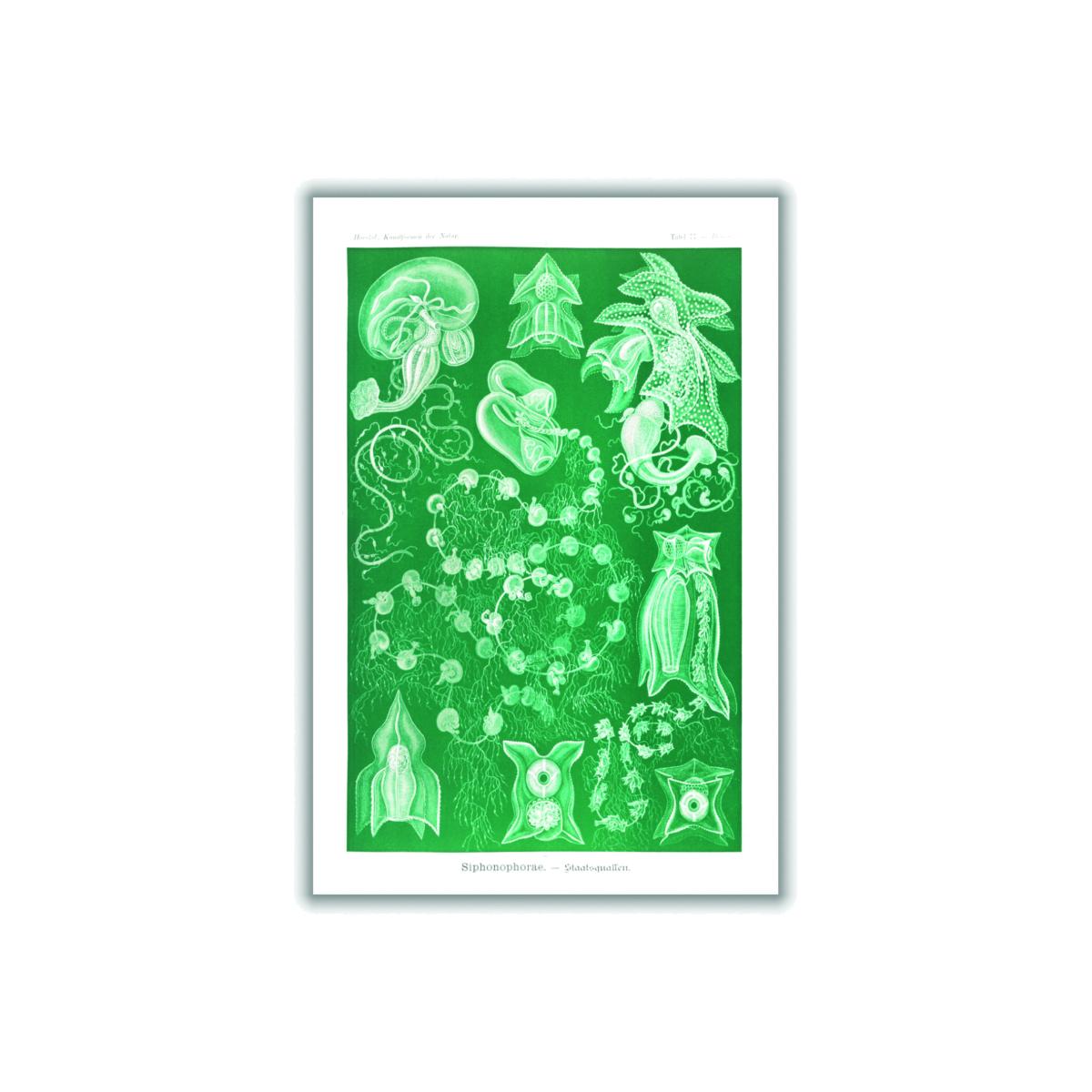 Green Siphonophorae-Staatsquallen Iiiii By Ernst Haeckel A1 594 X 841Mm Stanley Print House – image 1