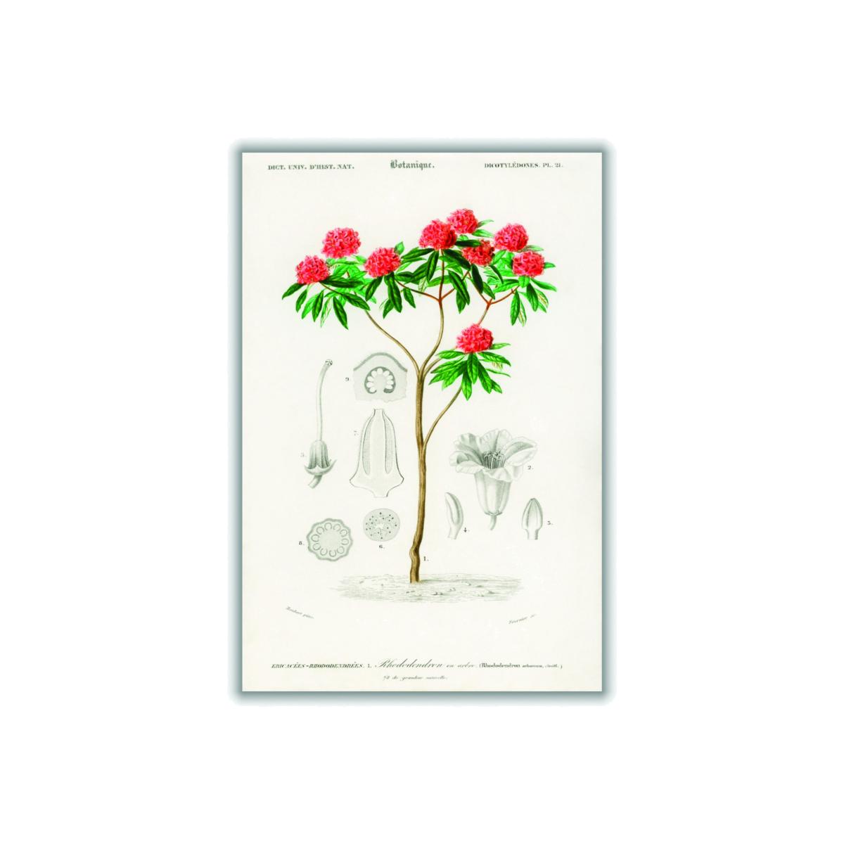 Rhododendron Arboreum A4 210 X 297Mm Stanley Print House – image 1
