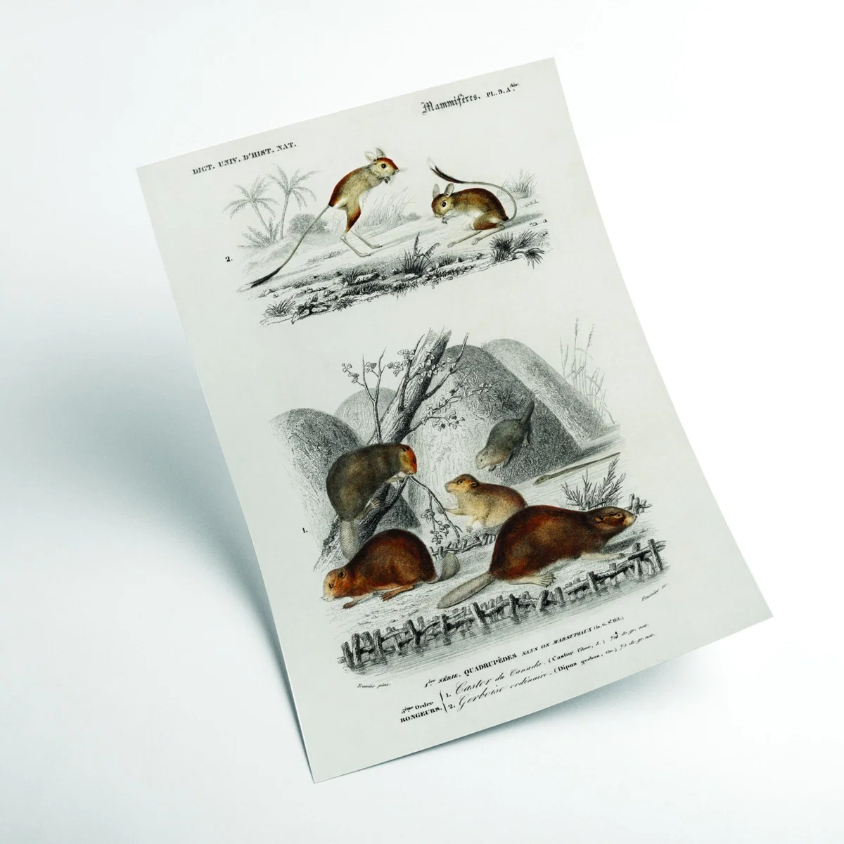 Grey Beaver And Jerboa A1 594 X 841Mm Stanley Print House – image 2