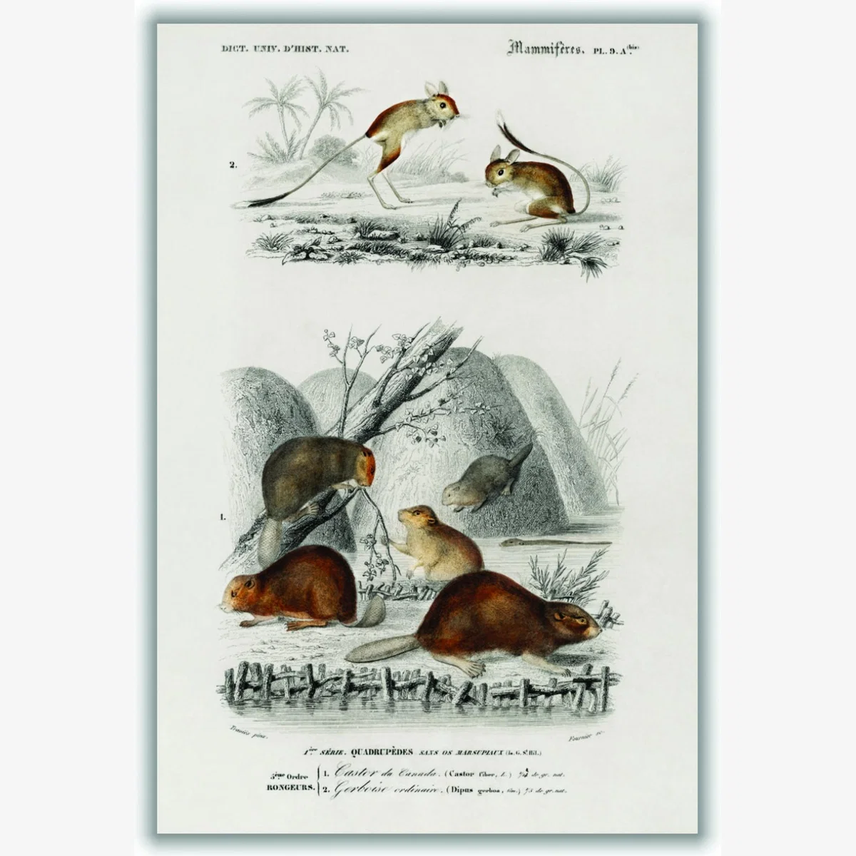 Grey Beaver And Jerboa A1 594 X 841Mm Stanley Print House – image 1
