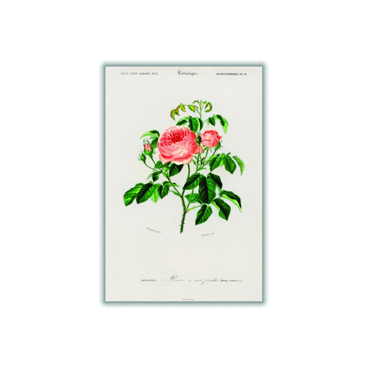 Green Cabbage Rose A4 210 X 297Mm Stanley Print House – image 1