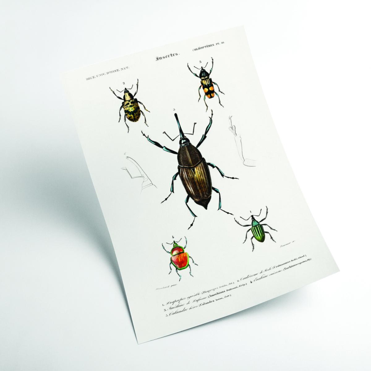 Natural History Different Types Of Beetle 2 A3 297 X 420Mm Stanley Print House – image 2