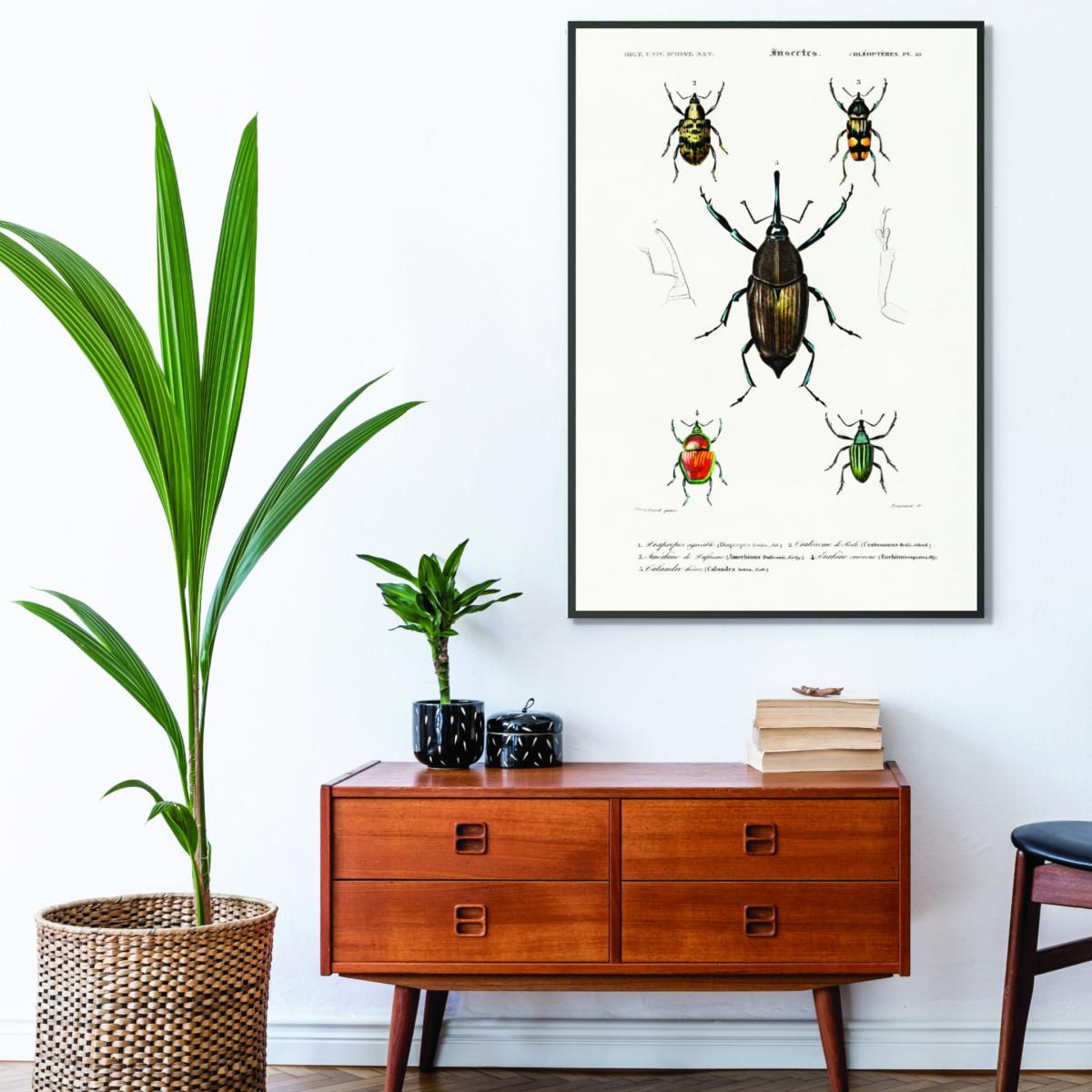 Natural History Different Types Of Beetle 2 A3 297 X 420Mm Stanley Print House – image 3