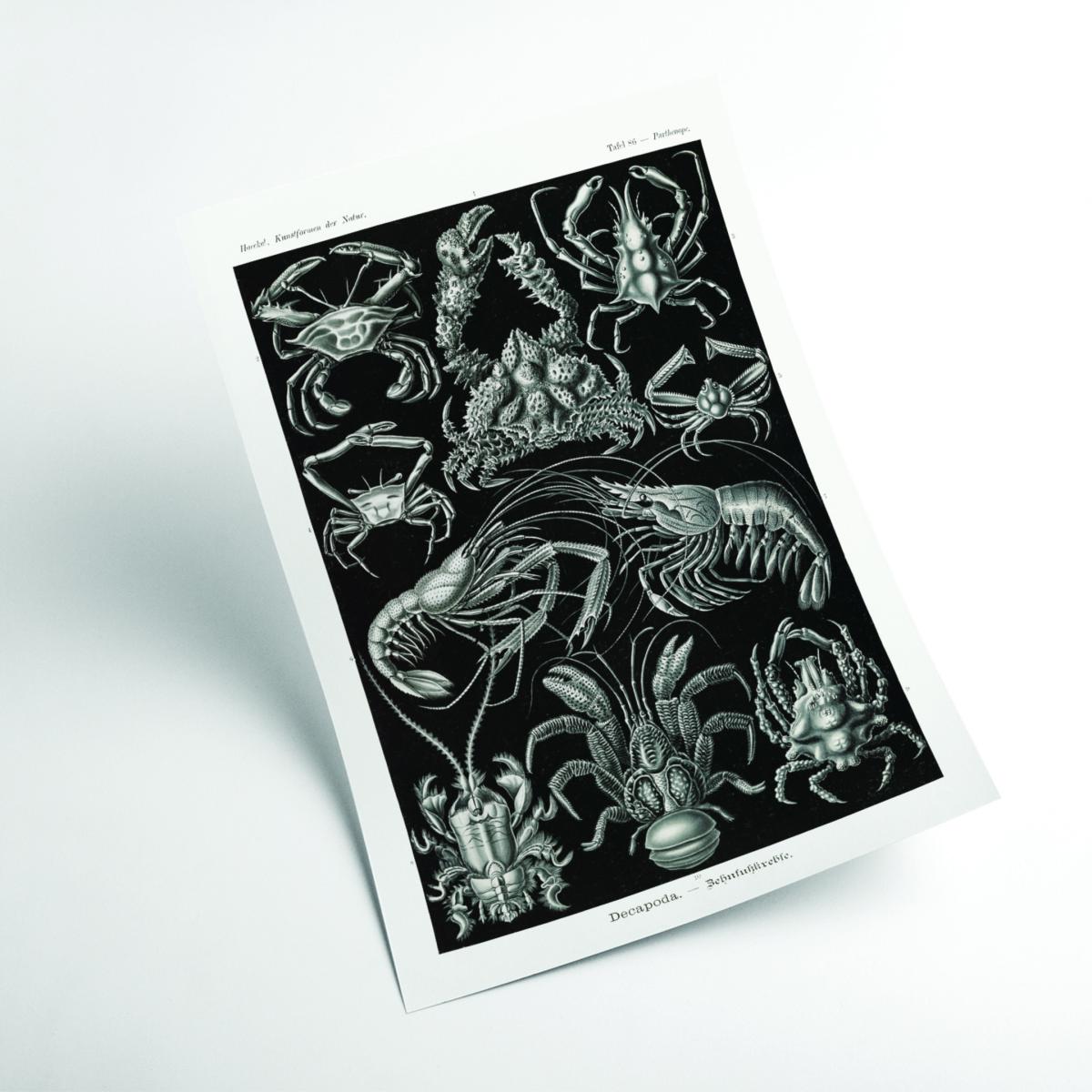Black Decapoda-Behnfukkreble By Ernst Haeckel A3 297 X 420Mm Stanley Print House – image 2