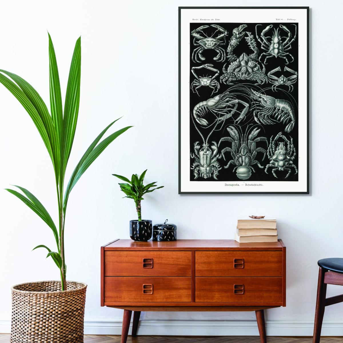 Black Decapoda-Behnfukkreble By Ernst Haeckel A3 297 X 420Mm Stanley Print House – image 3
