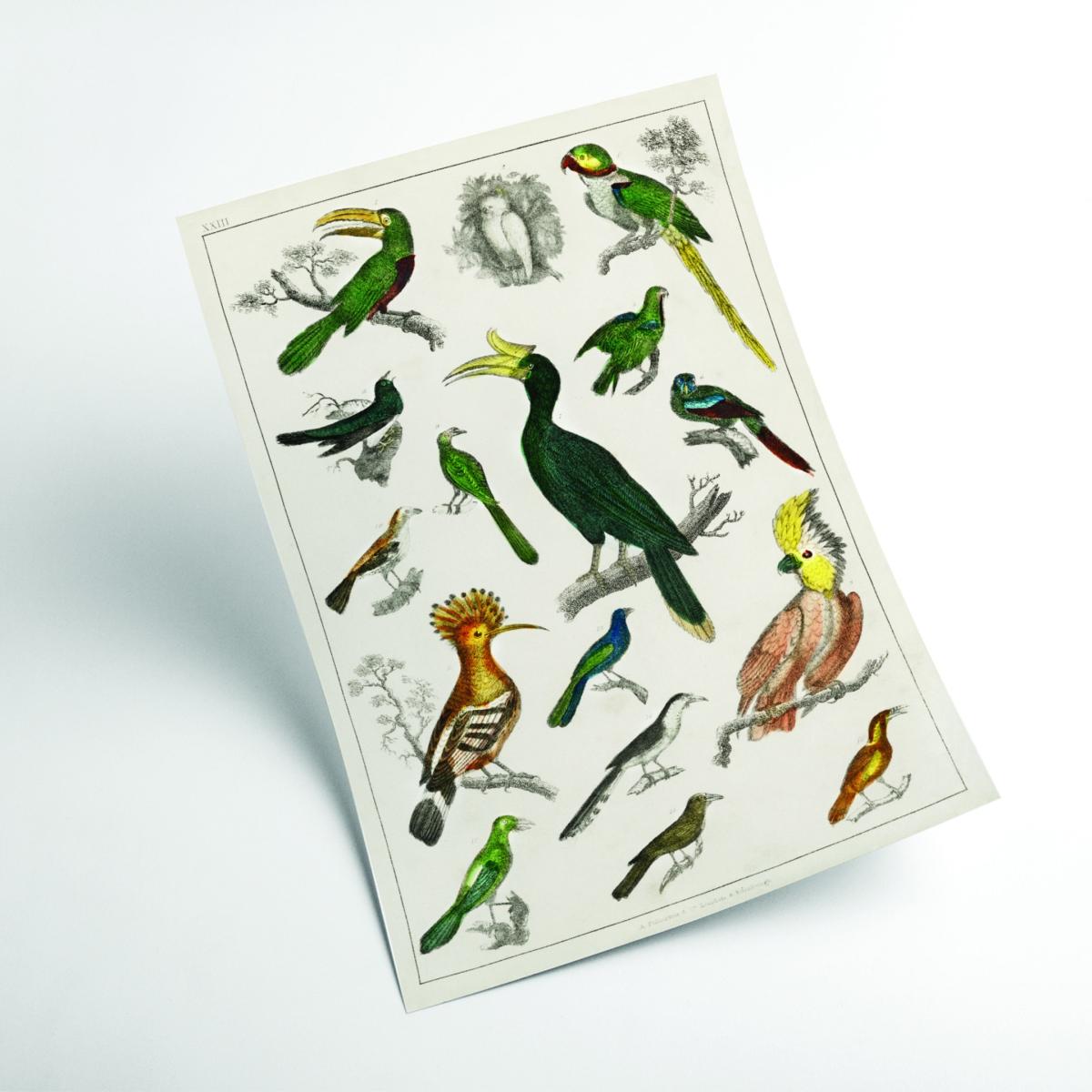 Brown Collection Of Birds Iiiii Print Large Stanley Print House – image 2
