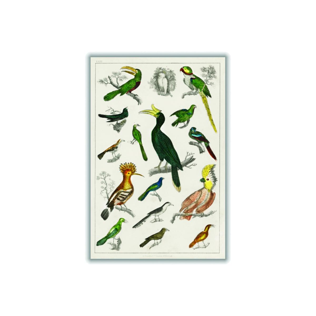 Brown Collection Of Birds Iiiii Print Large Stanley Print House – image 1