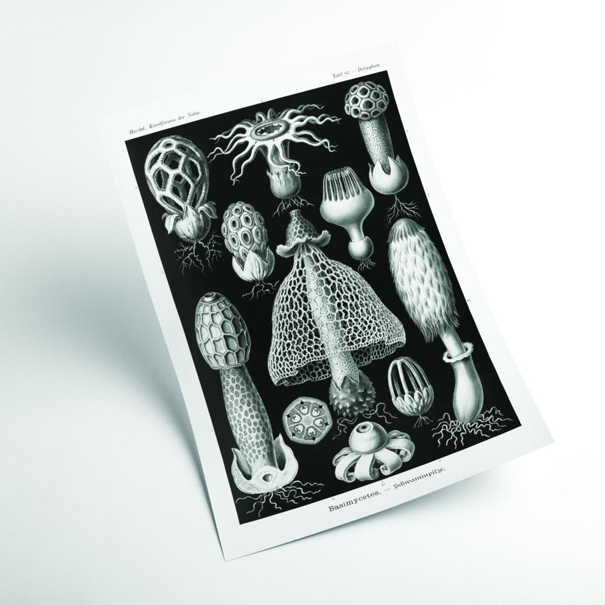 Grey Basimycetes-Schwammpilze By Ernst Haeckel A2 420 X 594Mm Stanley Print House – image 2
