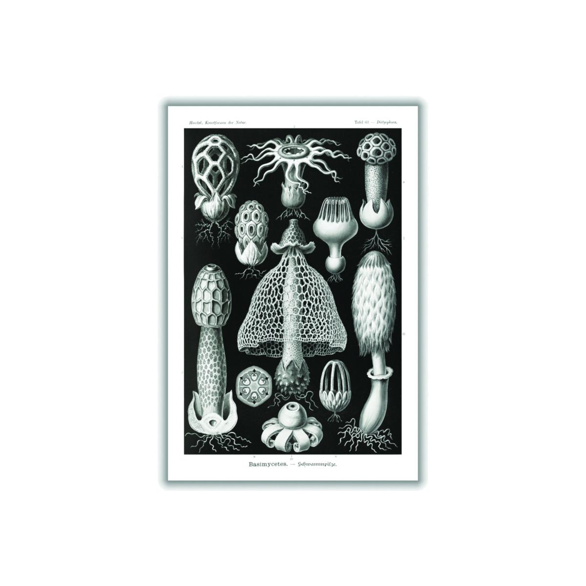 Grey Basimycetes-Schwammpilze By Ernst Haeckel A2 420 X 594Mm Stanley Print House – image 1