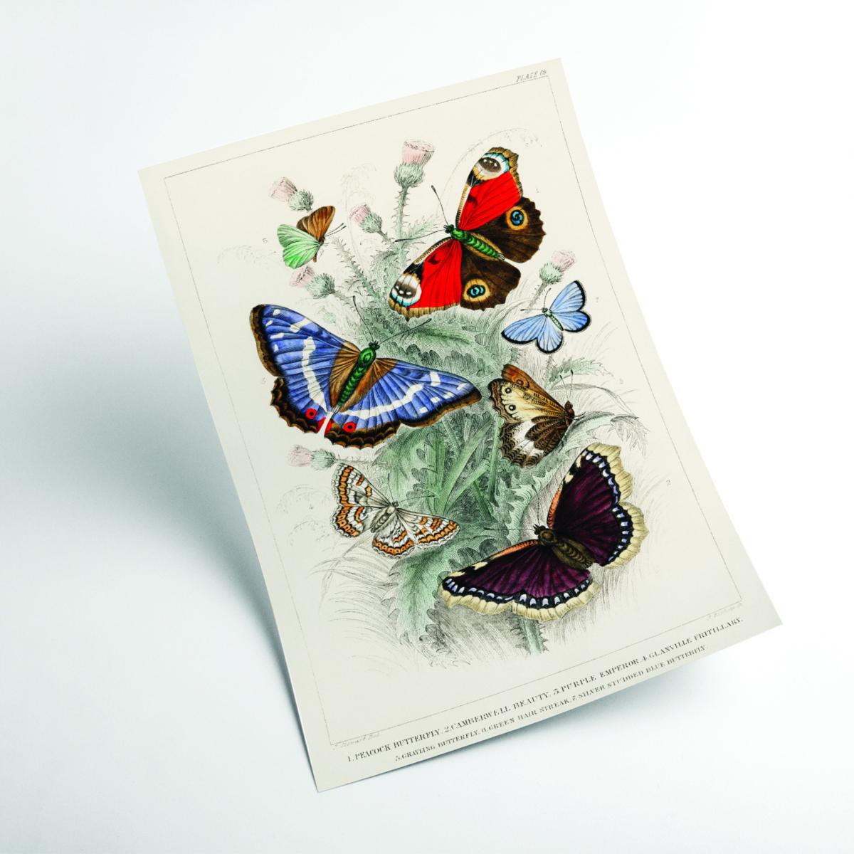 Various Butterflies A1 594 X 841Mm Stanley Print House – image 2
