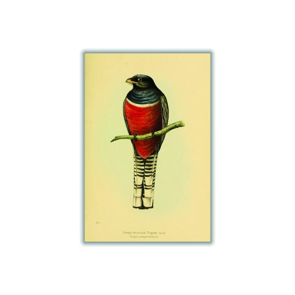 Red Vintage Purple Breasted Trogon A2 420 X 594Mm Stanley Print House – image 1