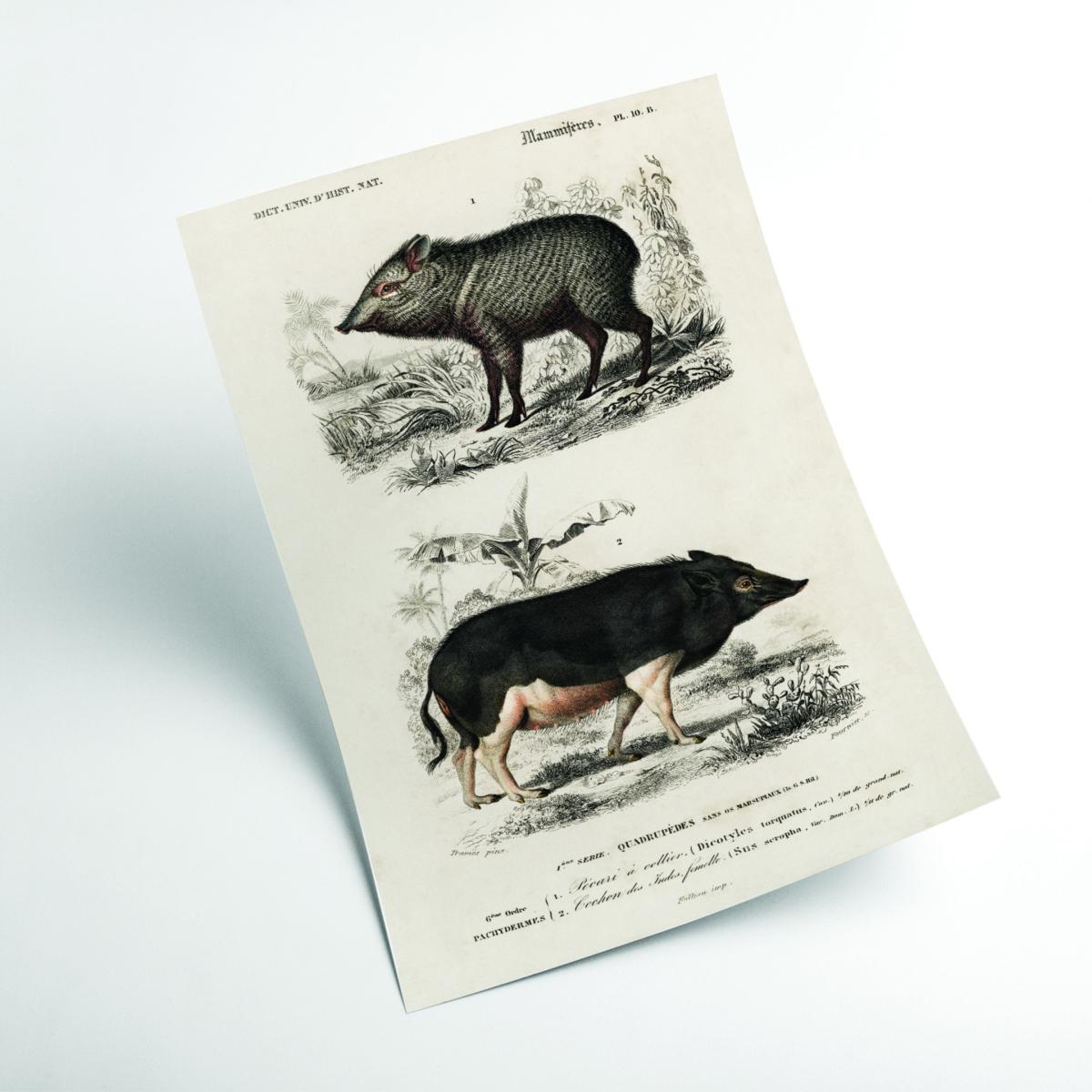 Black Pecari & Sus Scropha A3 297 X 420Mm Stanley Print House – image 2