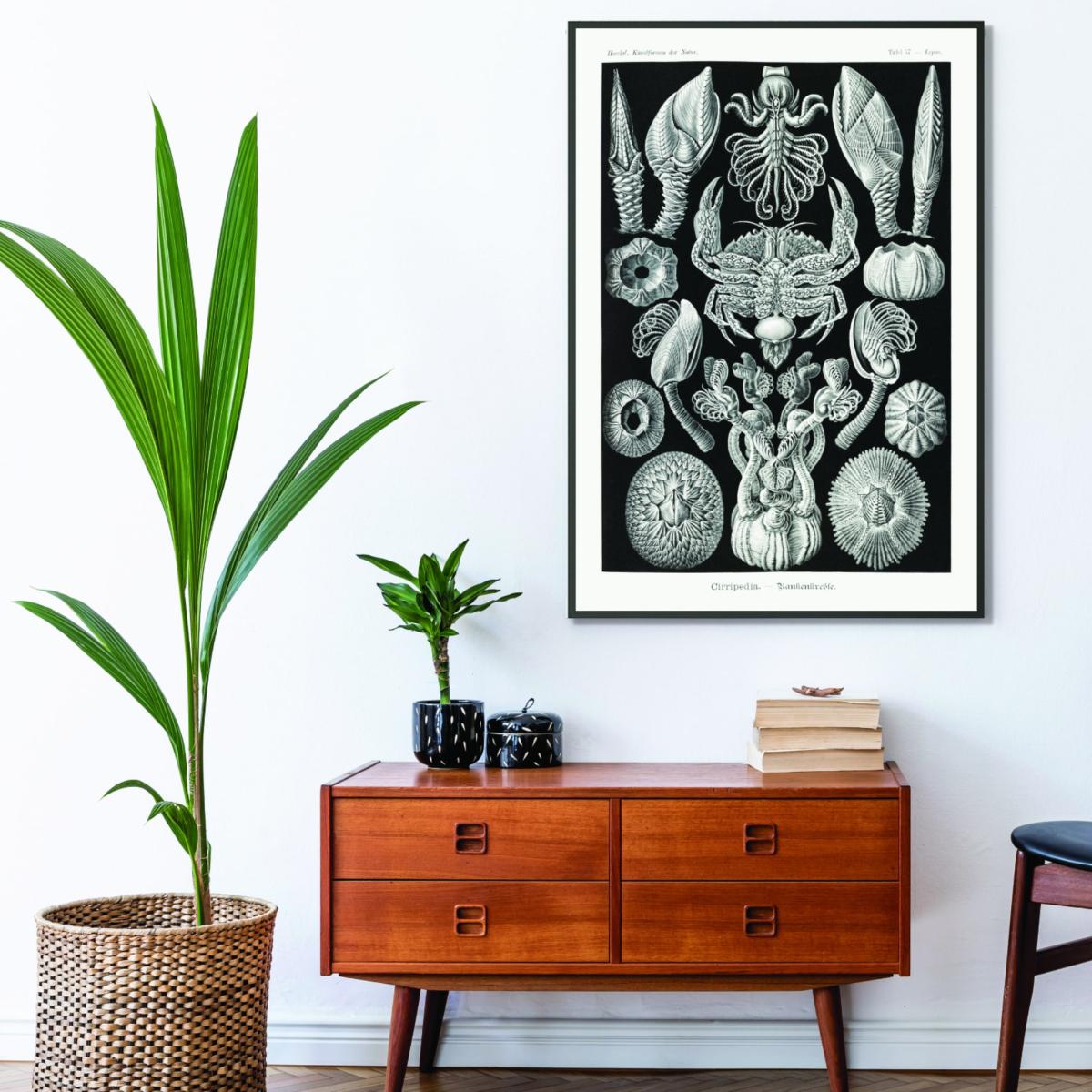 Grey Cirripedia-Rankenkreble By Ernst Haeckel A2 420 X 594Mm Stanley Print House – image 3