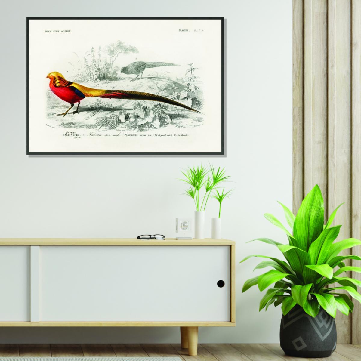 Yellow / Orange Male Golden Pheasant A4 210 X 297Mm Stanley Print House – image 3