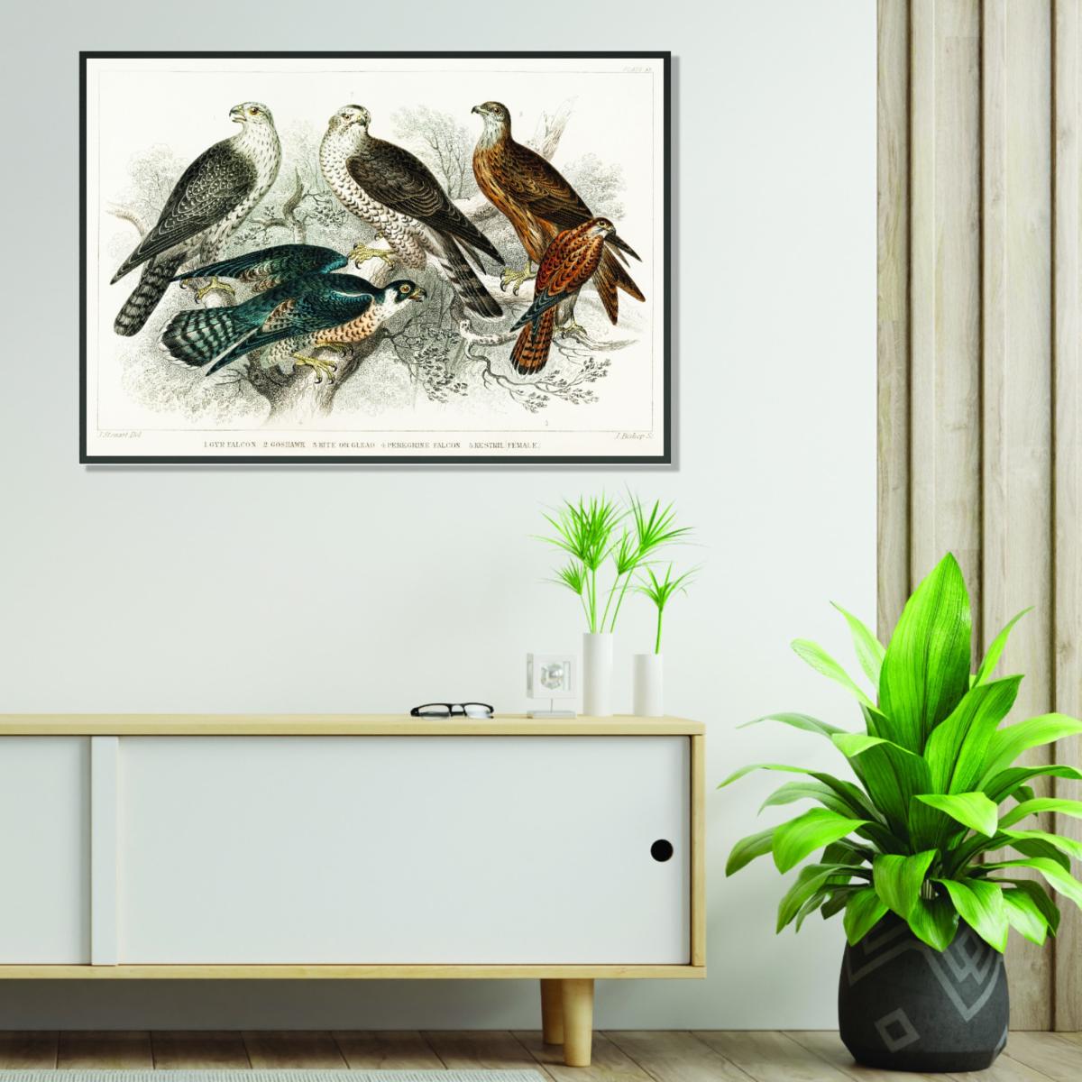 Various Birds Of Prey A2 420 X 594Mm Stanley Print House – image 3