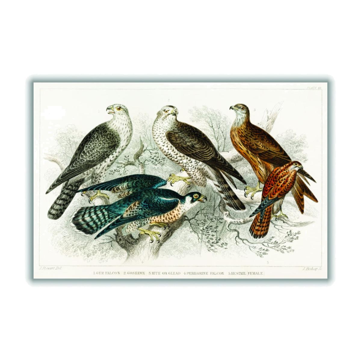 Various Birds Of Prey A2 420 X 594Mm Stanley Print House – image 1