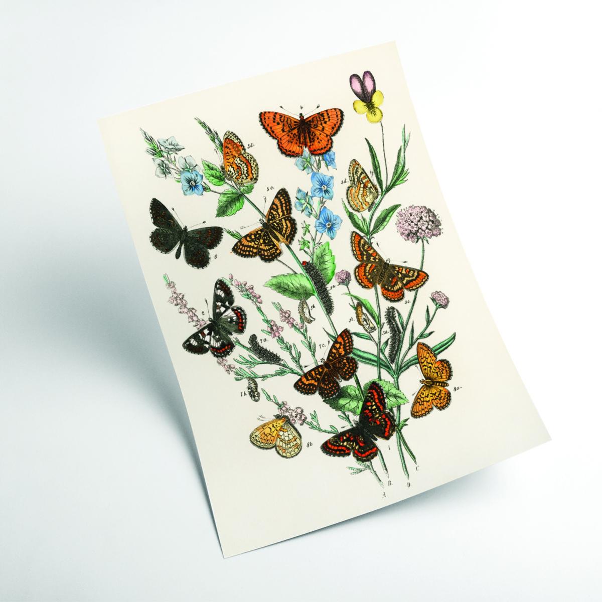 European Butterflies And Moths Large Stanley Print House – image 2