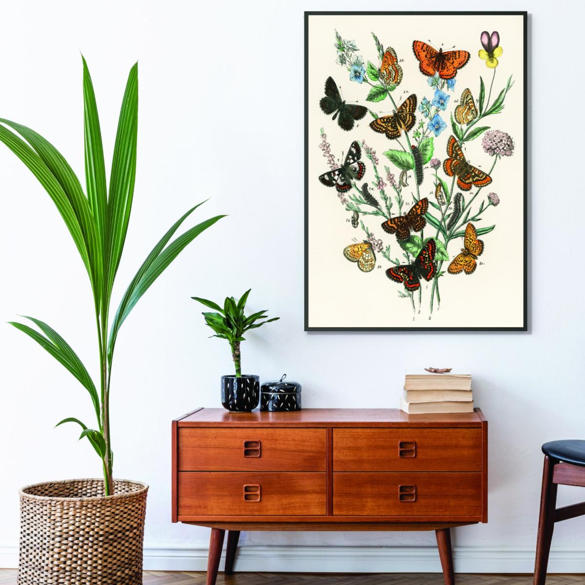 European Butterflies And Moths Large Stanley Print House – image 3