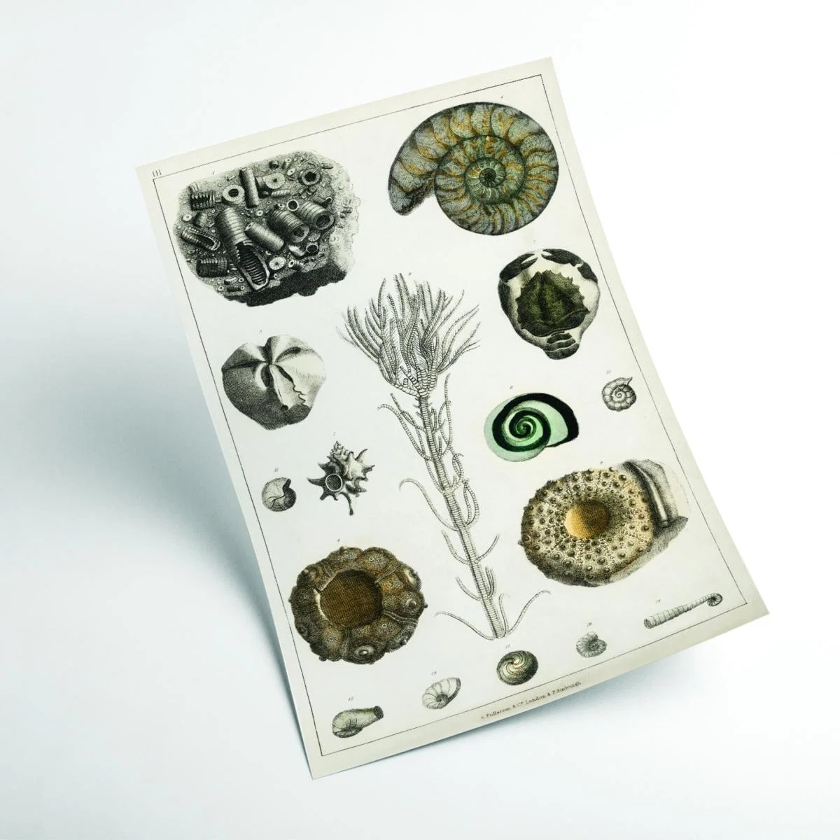 Green Collection Of Fossils Iii Print Medium Stanley Print House – image 2